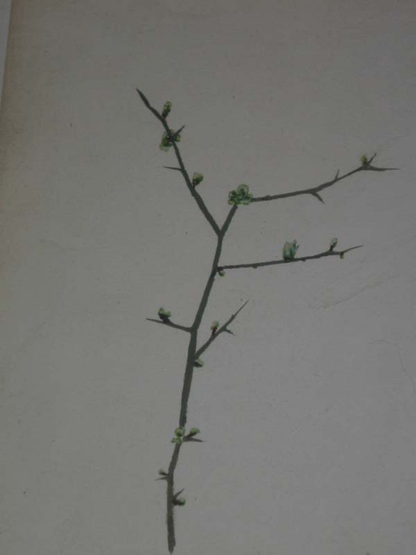 Thorn Twig